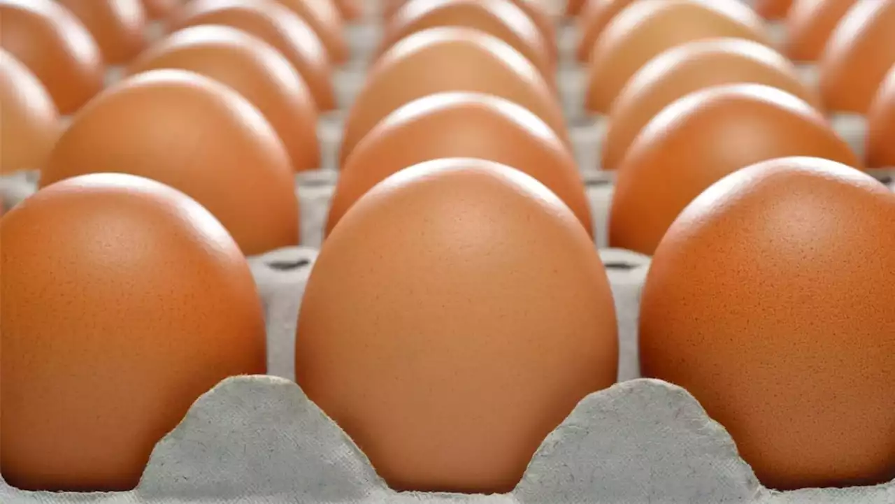 Singapore to start importing eggs from Türkiye