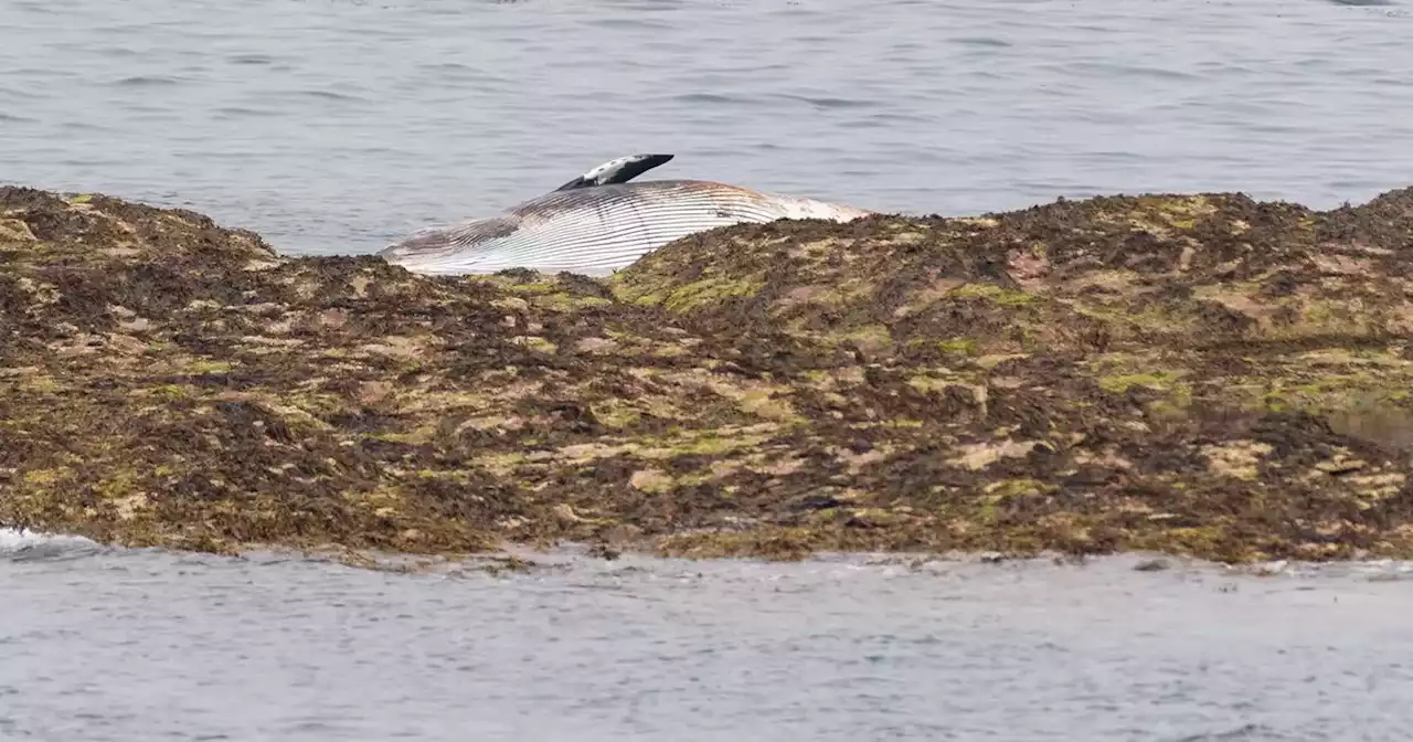 Dead whale washes up on Scots coastline as dog walkers urged to stay away