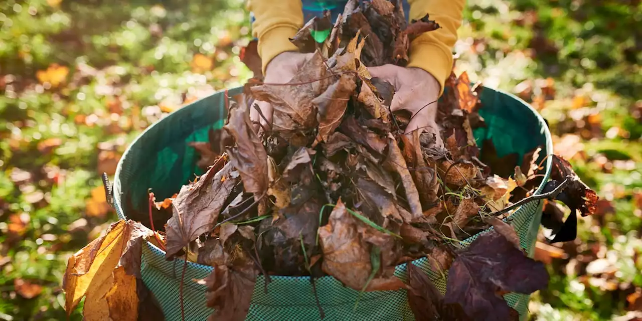 Mit 3 Tipps machen Sie Ihren Rasen fit für den Herbst