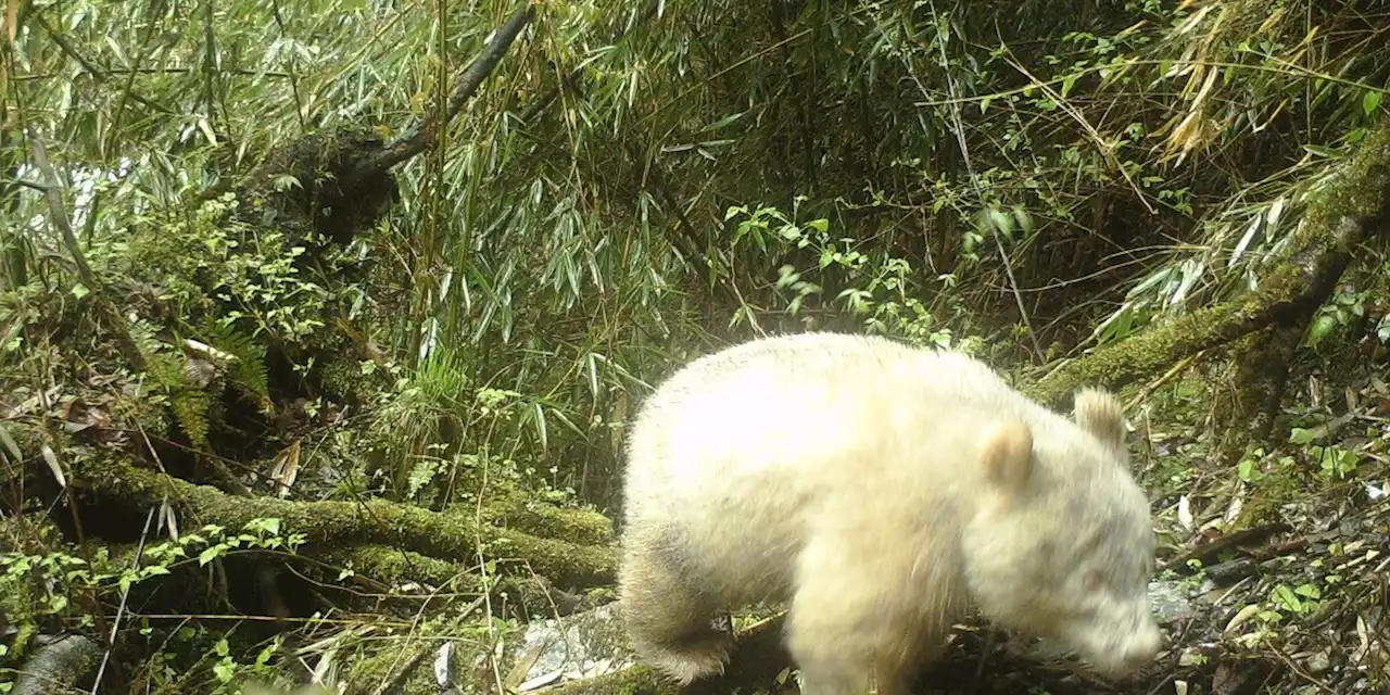 Tiere: Forscher sammeln neue Erkenntnisse zu Albino-Panda in China