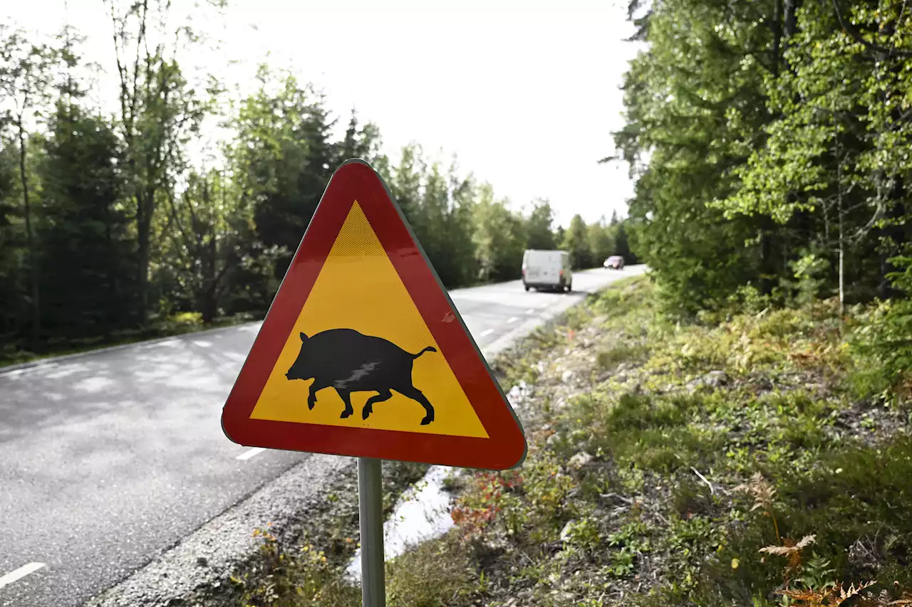 Pestutbrottet hårt slag för boende i området