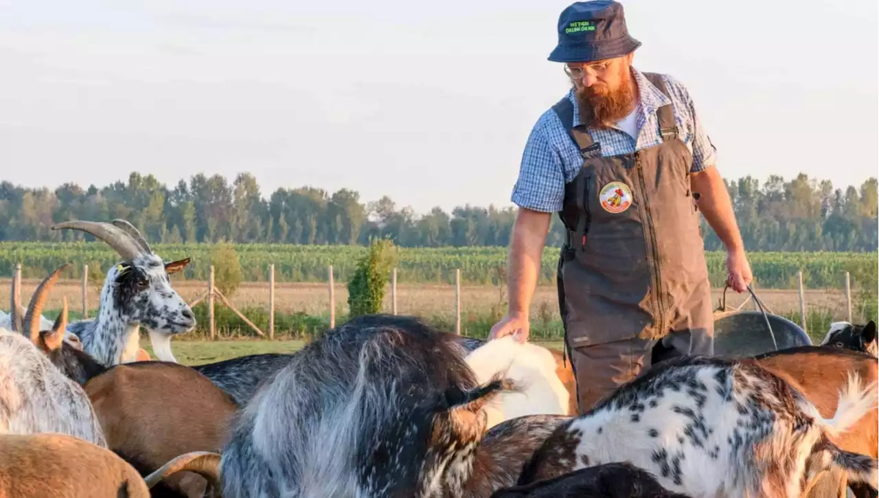 Il guru dei formaggi erborinati, e la sua fattoria-oasi circondata da allevamenti intensivi