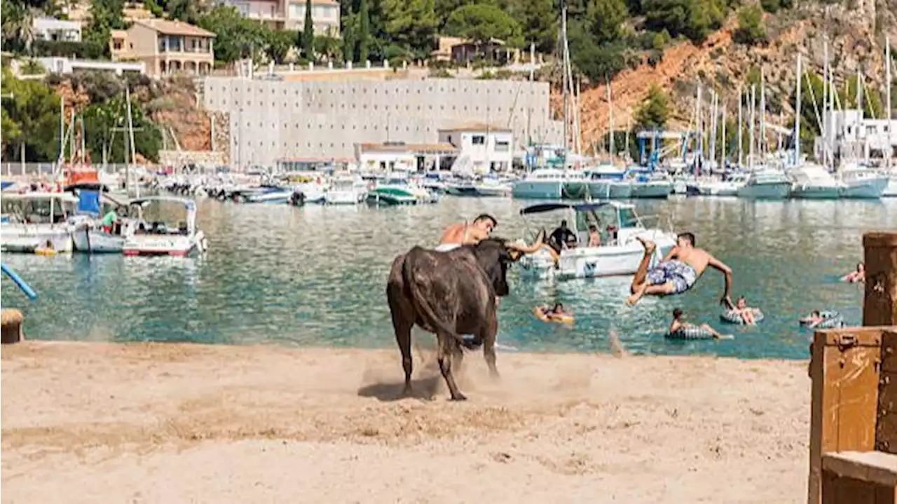 Pacma ve 'inaceptable' la participación de menores en los 'bous a la mar' en Jávea, Alicante