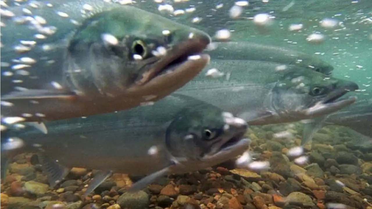 Hatchery strays could increase the risk of salmon suffocation in streams across Southeast Alaska