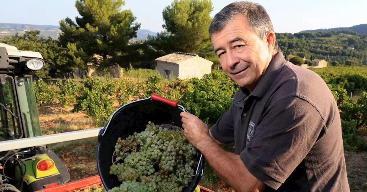 Premier blanc de Gigondas : 'Ce sera du nectar !'