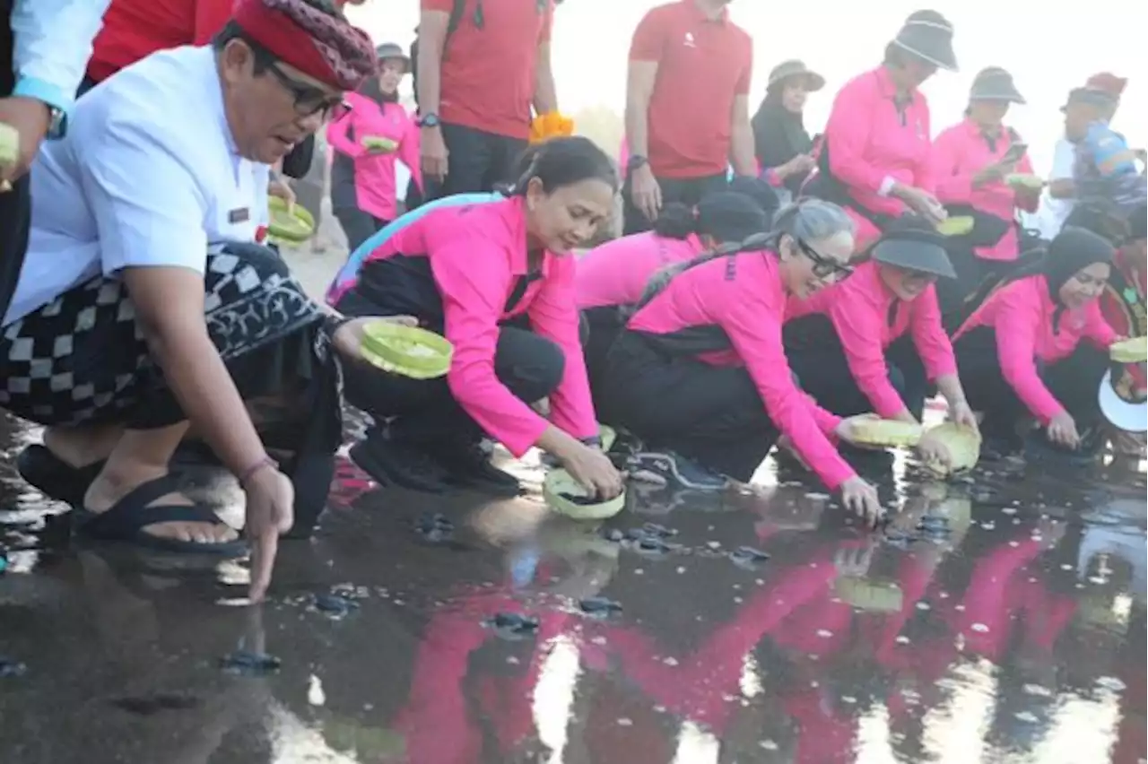 600 Tukik Dilepas di Pantai Tabanan Bali