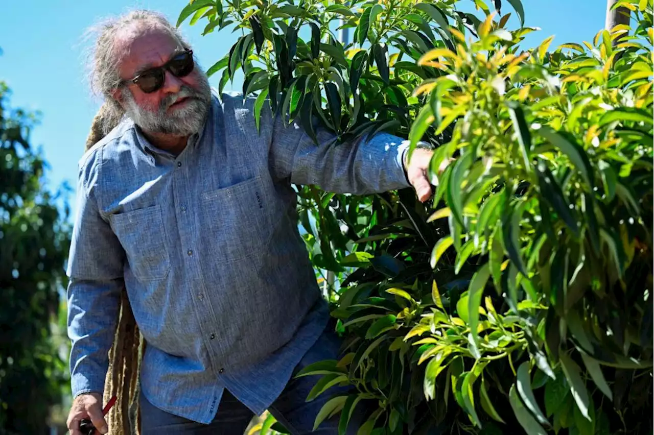 University of California researchers build a better avocado tree