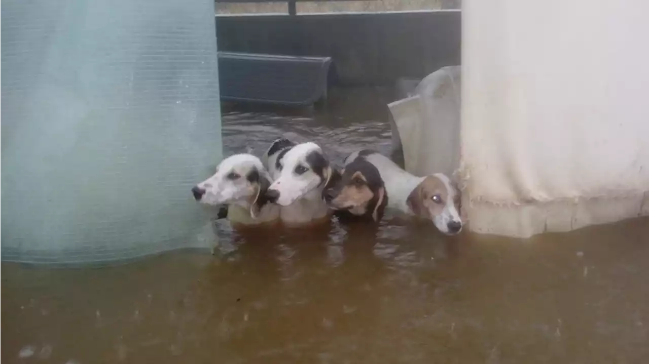 Griechenland: Unwetter flutet Hunde-Heim – 'Momente, die deine Seele durchbohren'