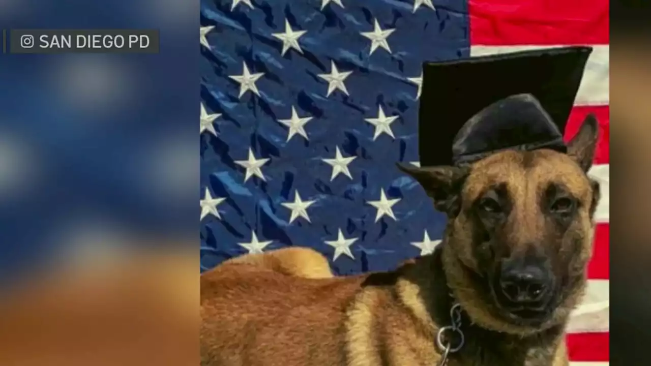 San Diego police hold memorial for fallen police dog, Sir