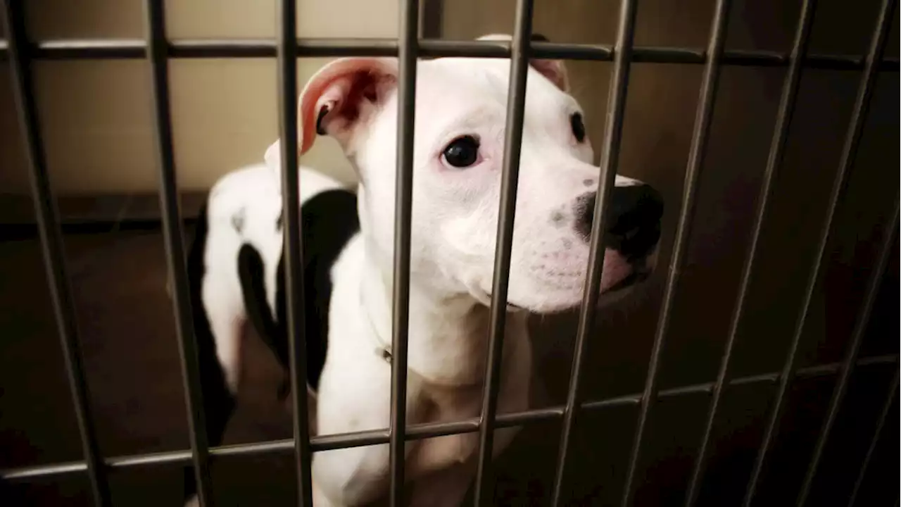 New Texas law bans animal cruelty convicts for five-years from animal possession