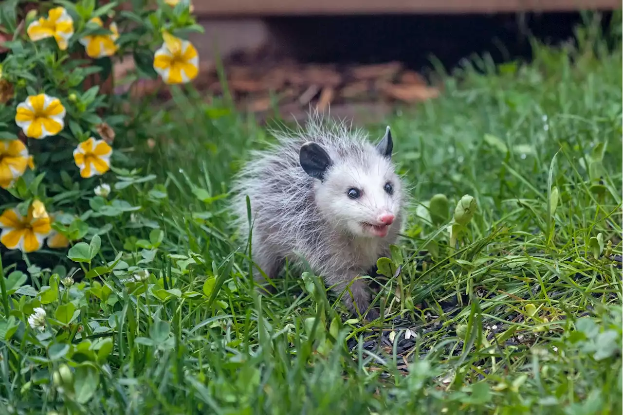 Shock as possum found living behind photo frame: 'Precious baby'