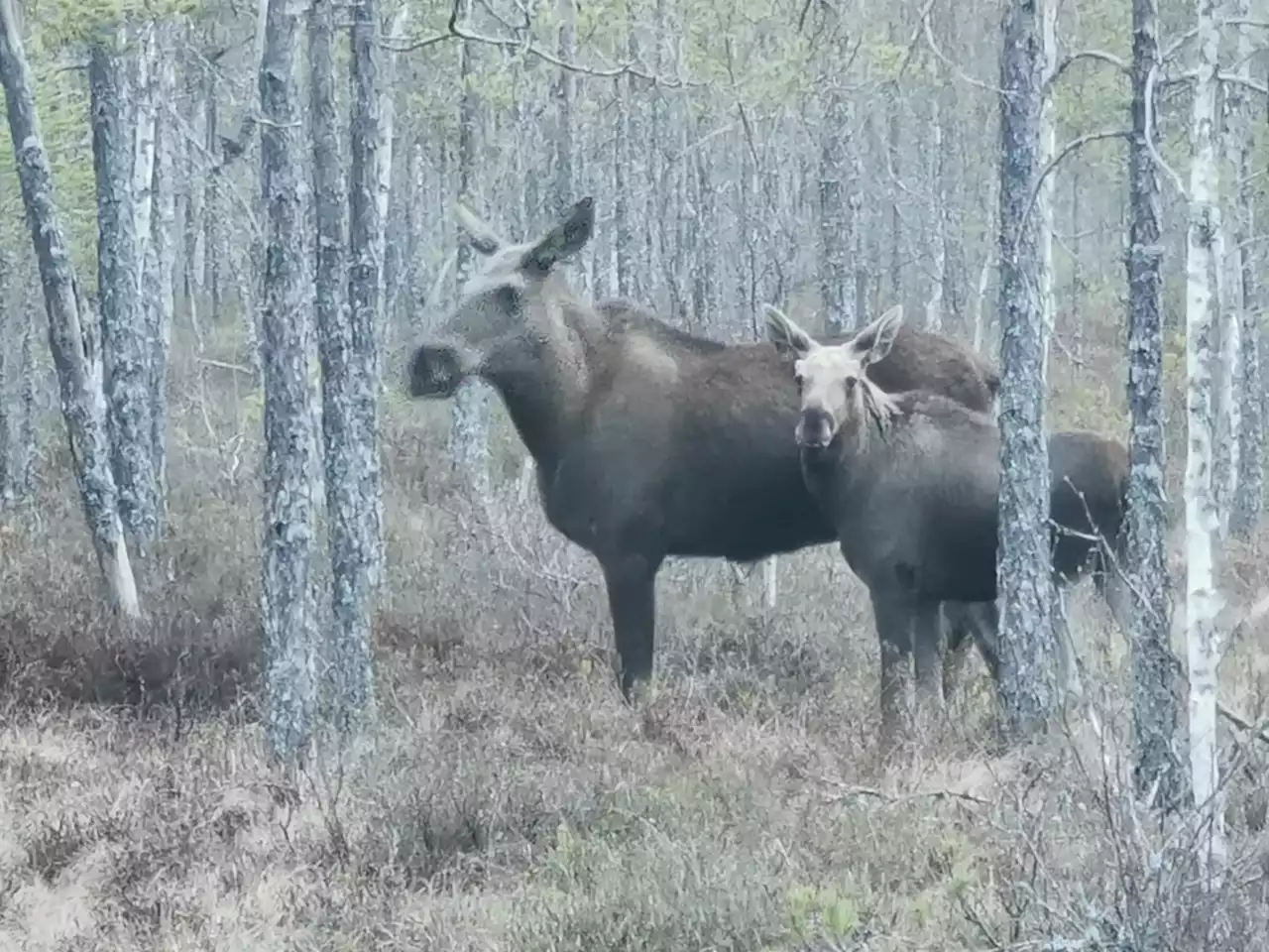 DEBATT: Det är också älgarnas skog, och jägarnas!