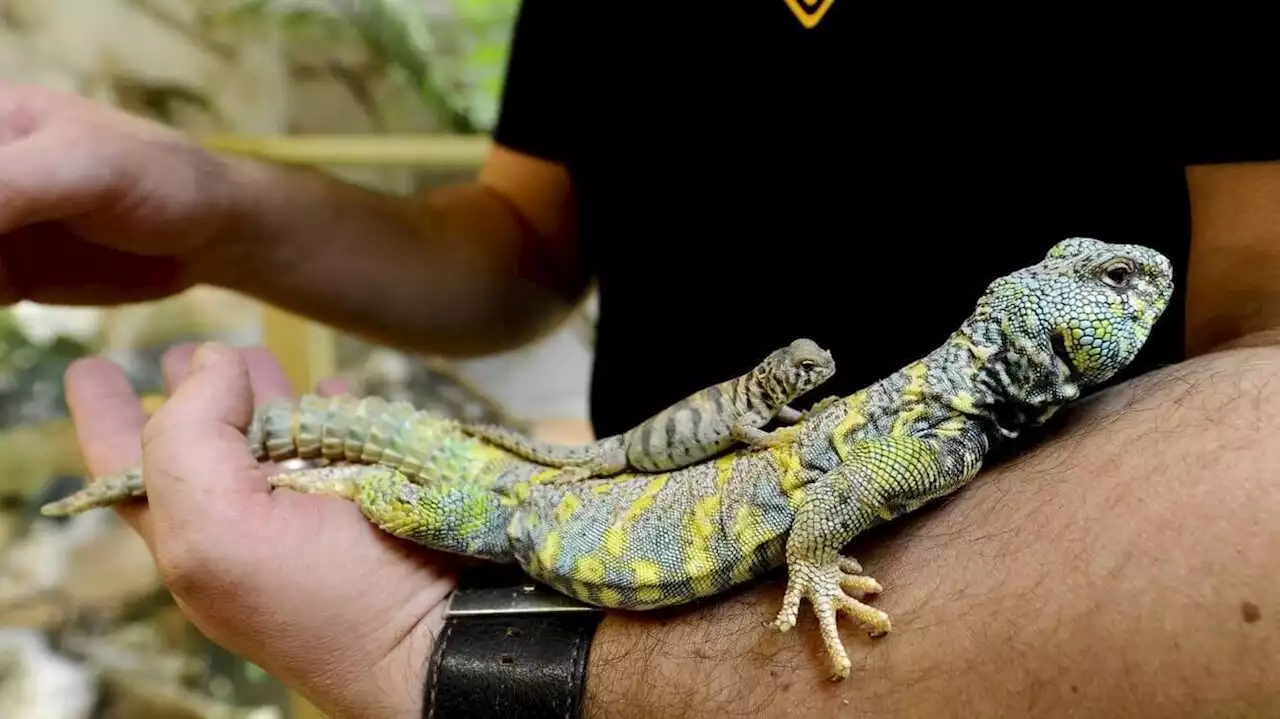 Sargé. 1 500 reptiles à la bourse d’échange ce samedi et ce dimanche