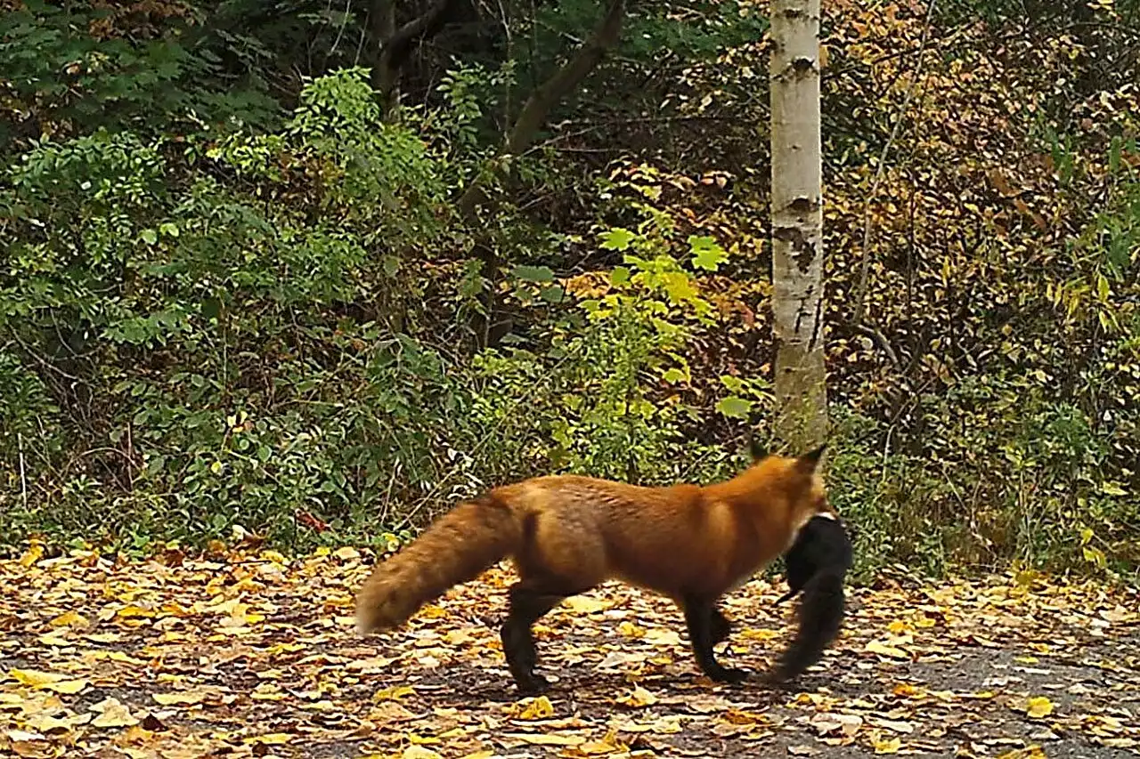 Researchers reveal the hidden world of Toronto's urban predators, and their prey