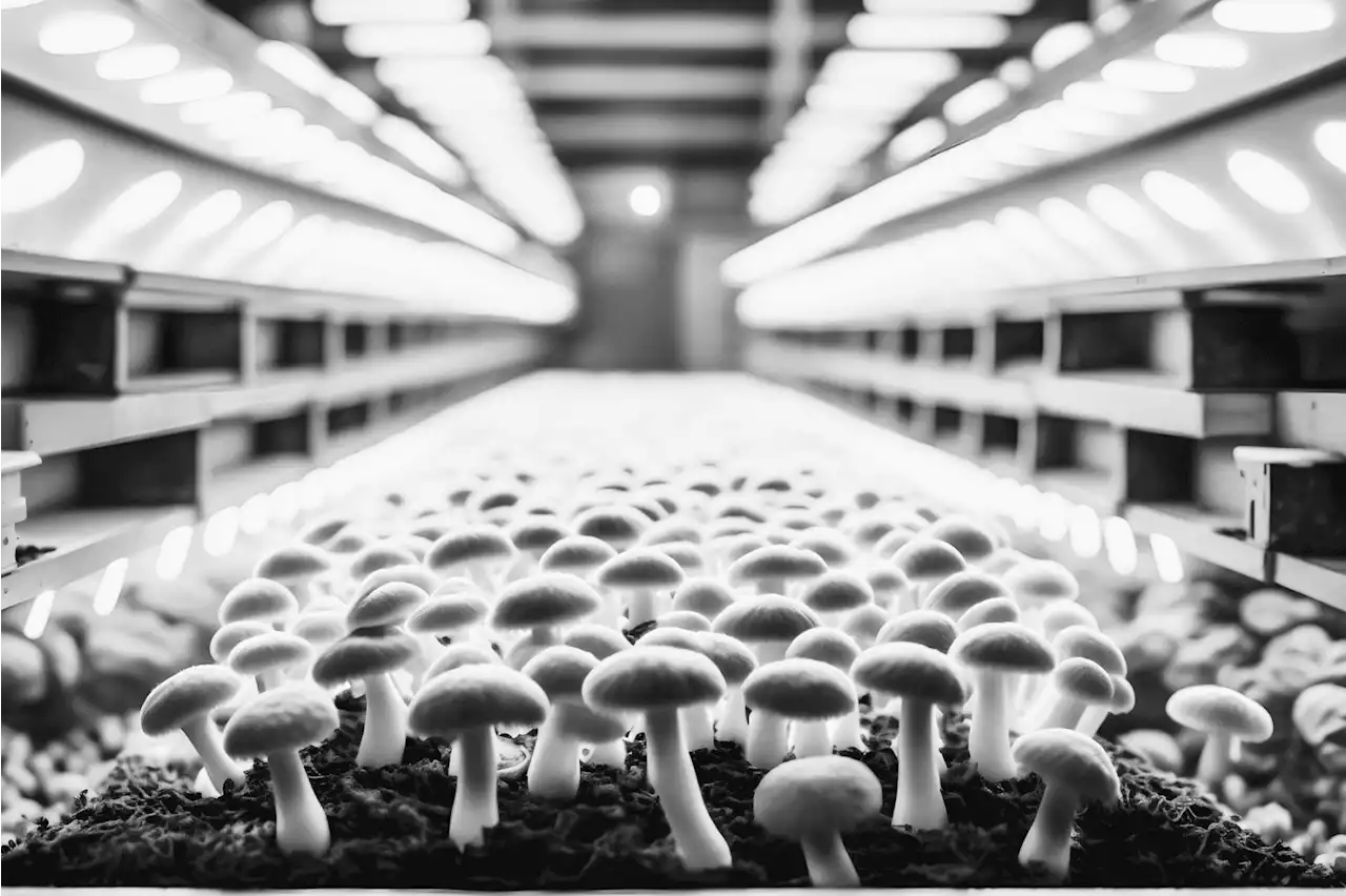 All Mushrooms Can Be Magic: Why the Shroom Boom Goes Beyond Psychedelics