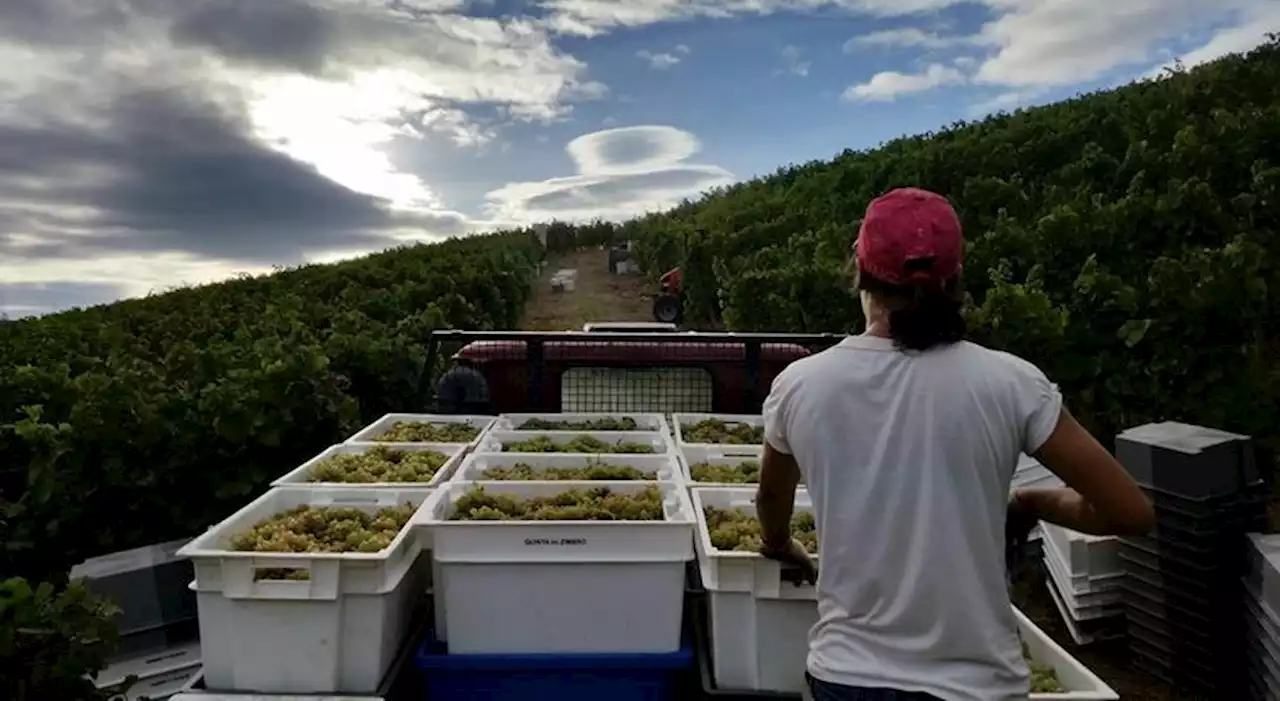 Preço das uvas. Instituto do Vinho do Douro e do Porto aberto a discutir com adegas