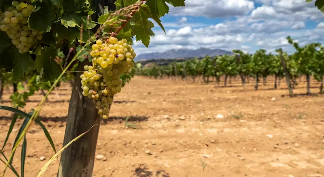 Preço das uvas. Instituto do Vinho do Douro e do Porto aberto a discutir com adegas