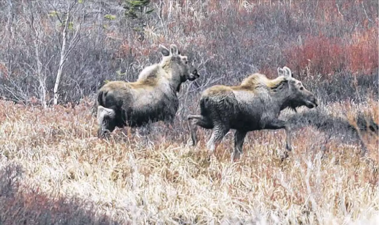 Big game hunting season opens Sept. 9 in Newfoundland and Labrador