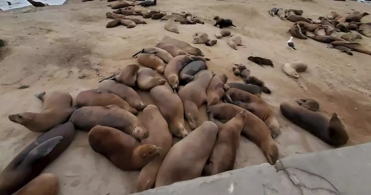 Coastal Commission approves year-round closure of Point La Jolla for at least next seven years