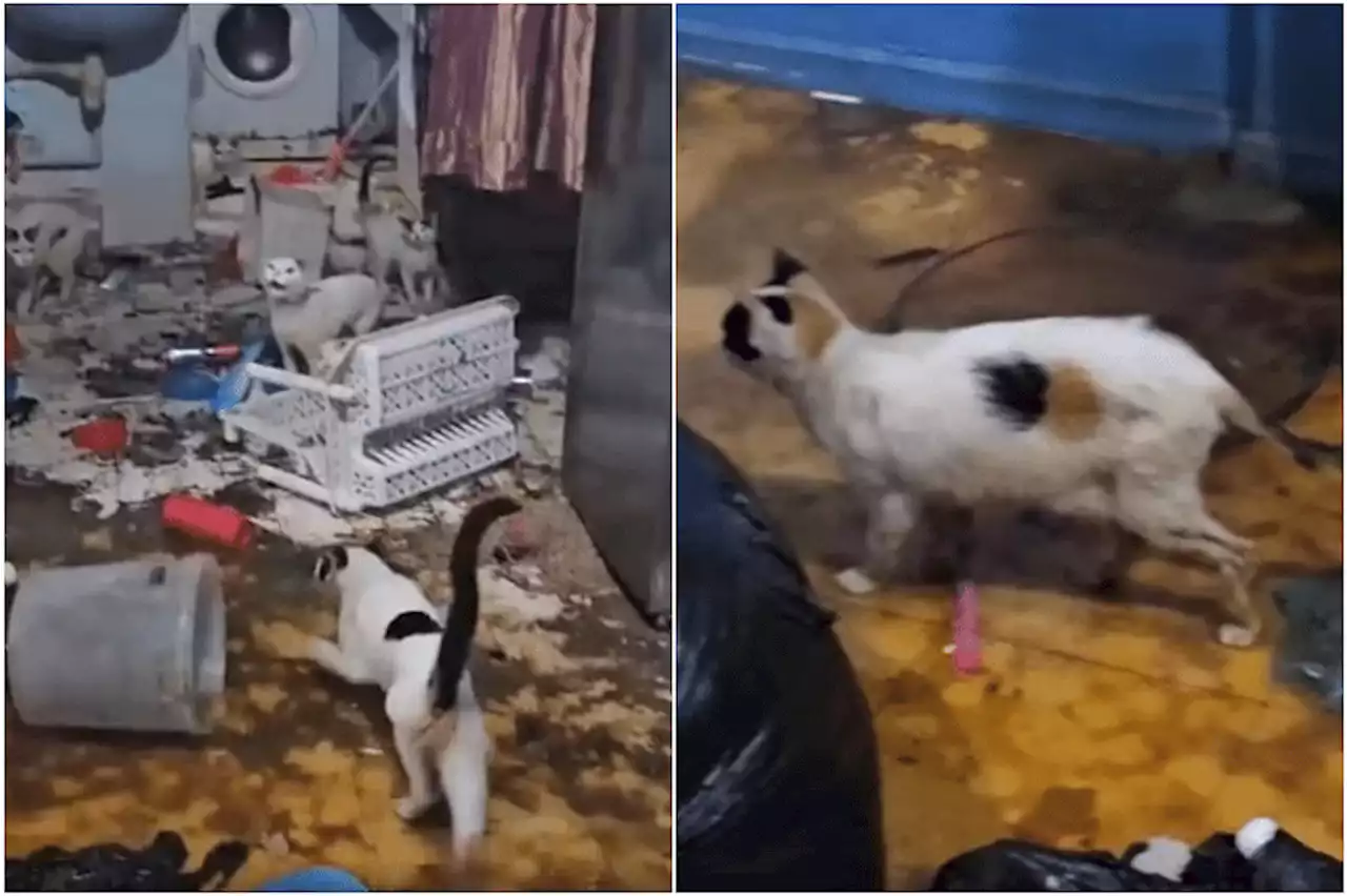 AVS probing alleged animal neglect after 20 cats rescued from Bukit Merah flat