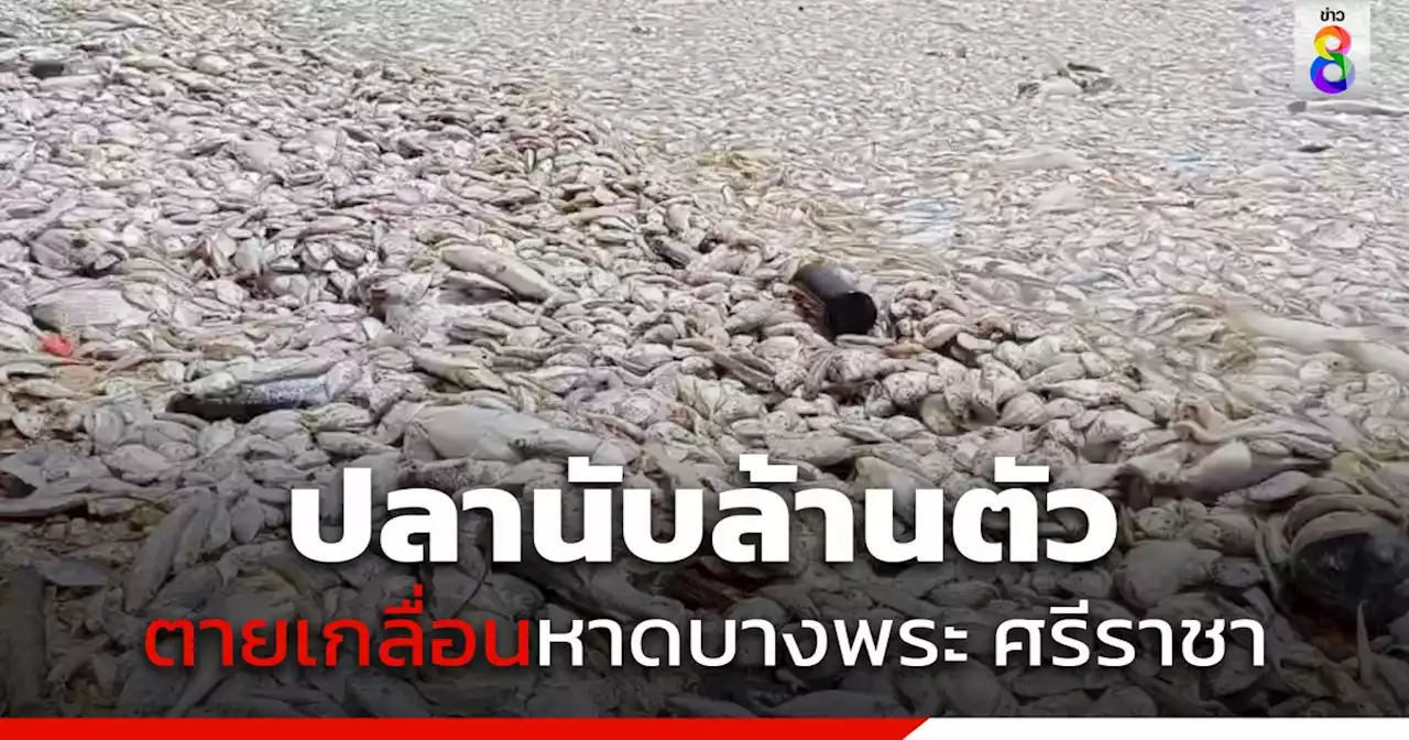 ตะลึง 'หาดบางพระ' ปลาน็อกตายนับล้านตัวเกลื่อน น้ำทะเลกลายเป็นสีเขียว