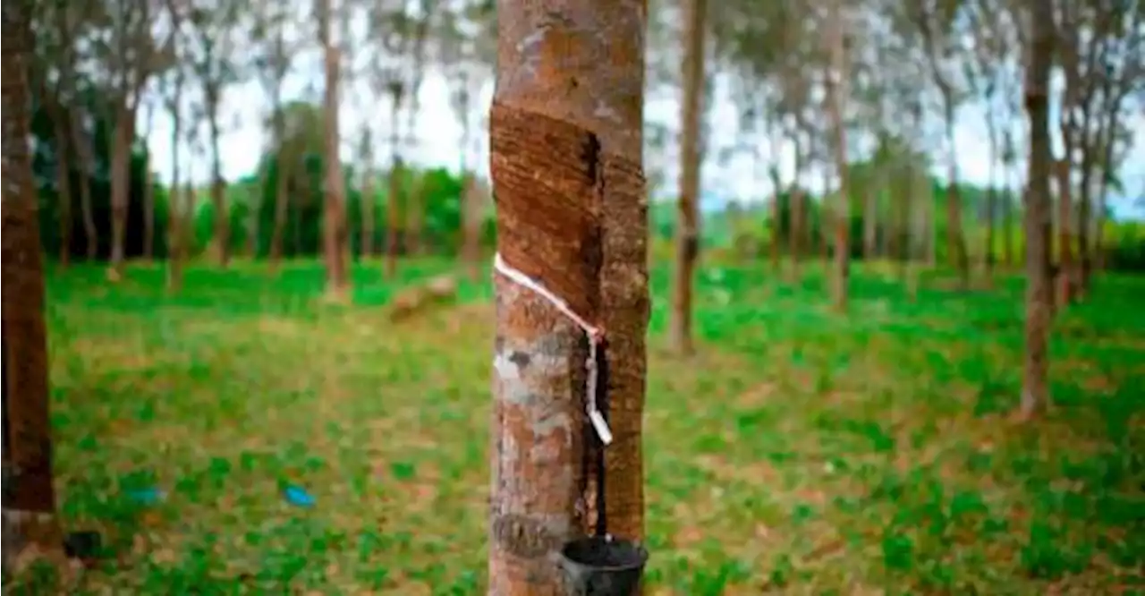 DOSM: Malaysia’s natural rubber production down by 4.5% in July