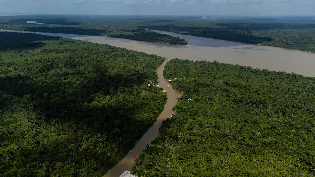 Amazon Deforestation in August Plummets to 66 Percent Compared to Last Year