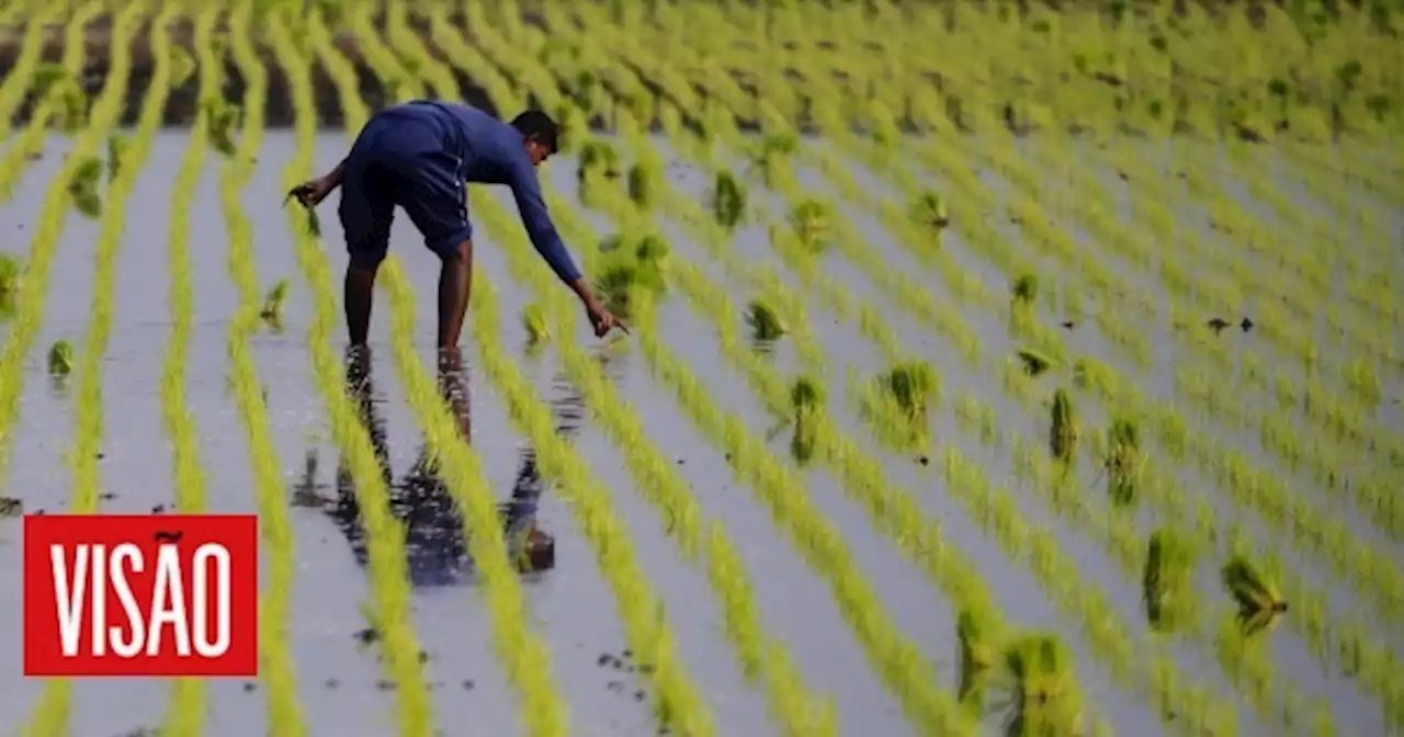 | Preços mundiais do arroz atingiram em agosto máximo dos últimos 15 anos