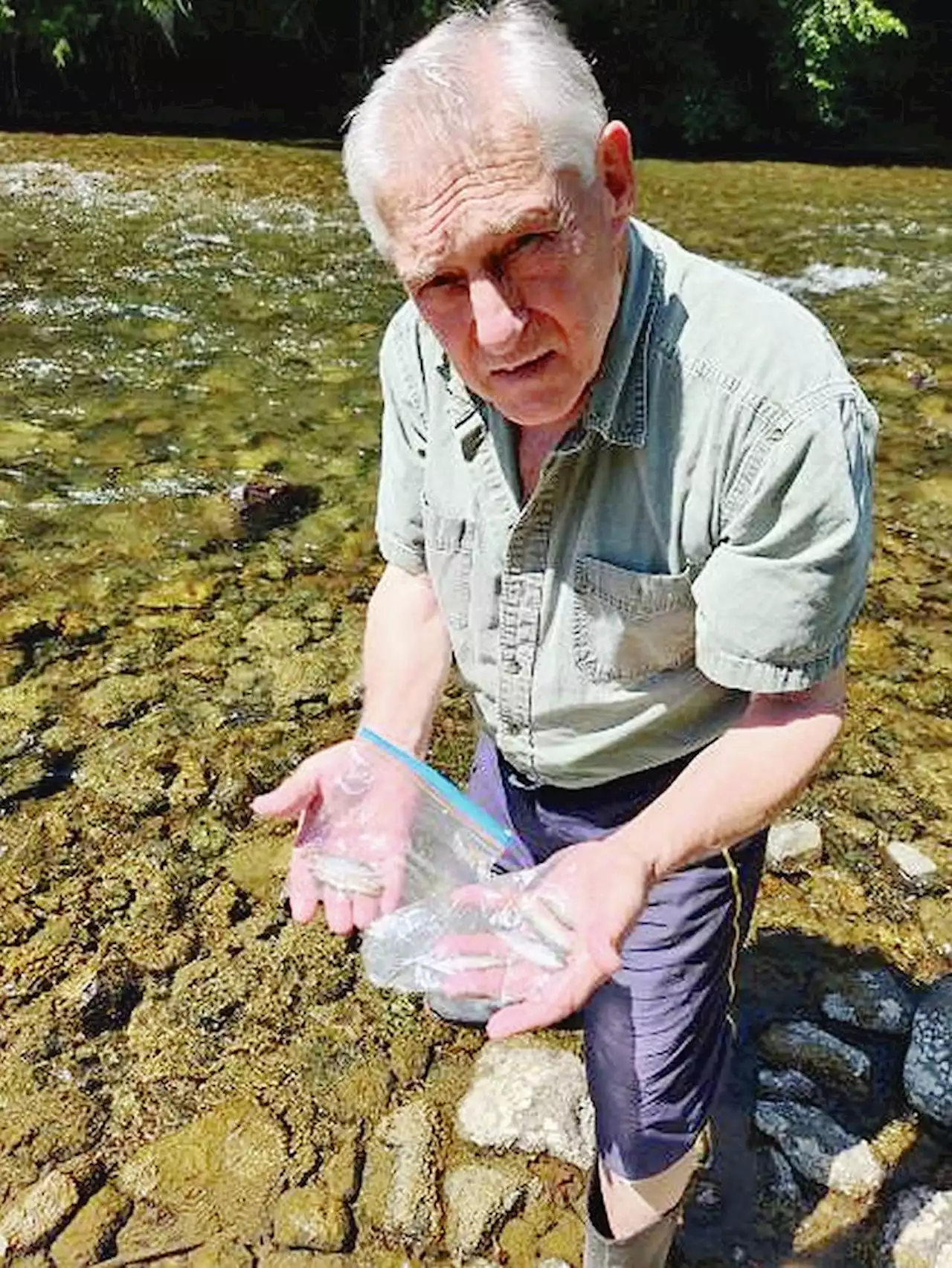 Prolonged drought, low flows behind mass fish kill on Cowichan River, says DFO