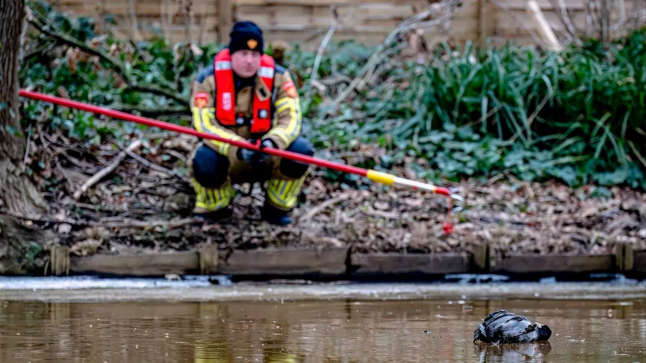 112-nieuws: man steelt fooienpot in kapsalon • vogel vastgevroren in ijs