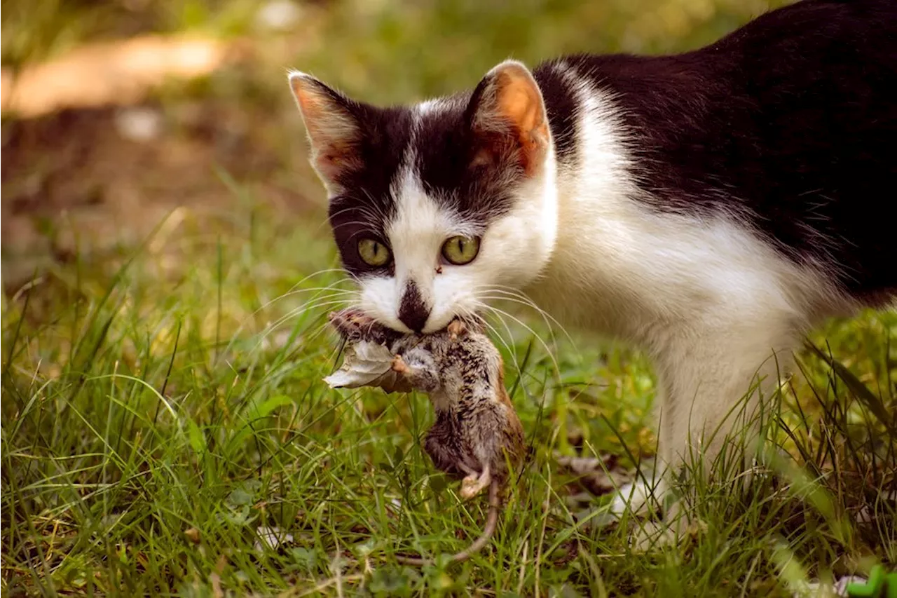 Stort, globalt studie: Huskatte æder alt fra insekter til kvæg