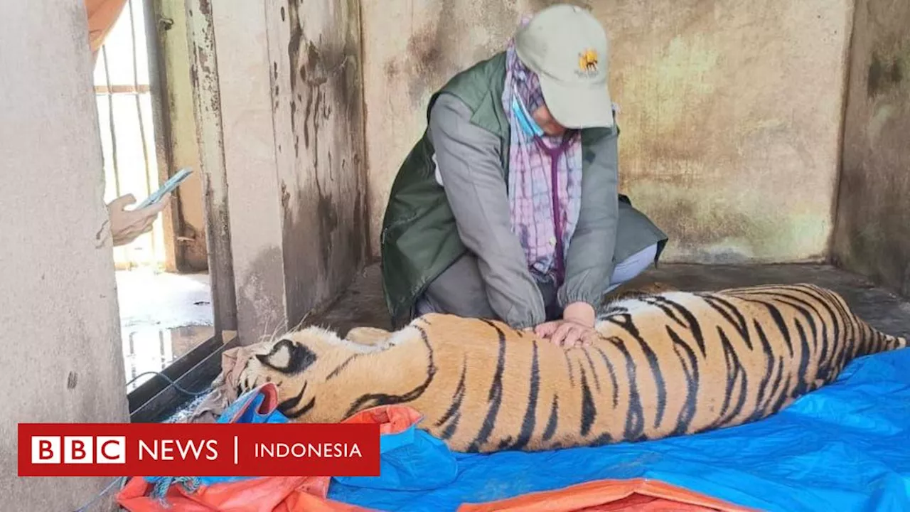 Harimau Medan Zoo: Tiga harimau mati, empat lainnya sakit parah - Tinggal menantikan 'kabar-kabar kematian'