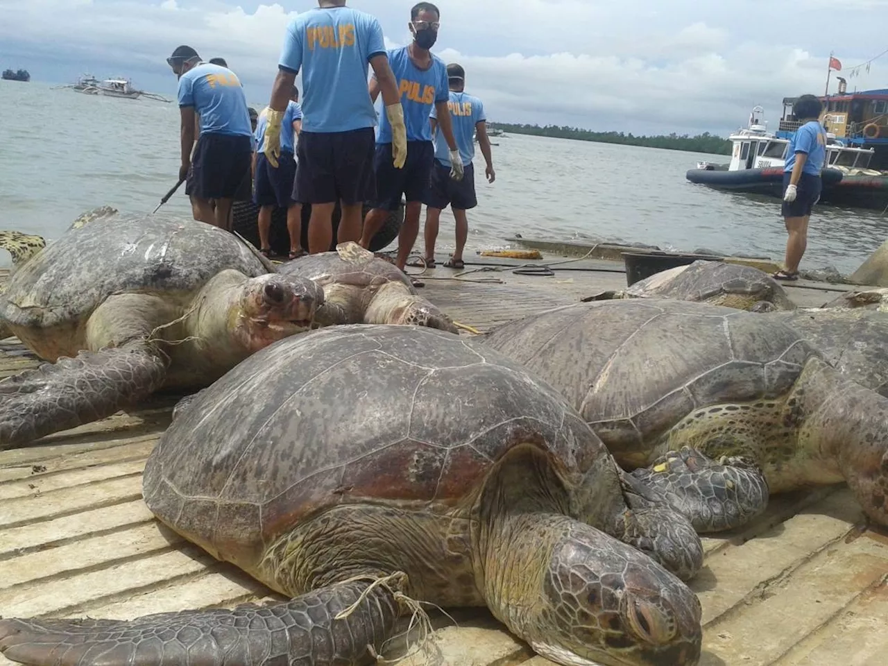 Declining Biodiversity in South China Sea Linked to Artificial Islands and Outposts