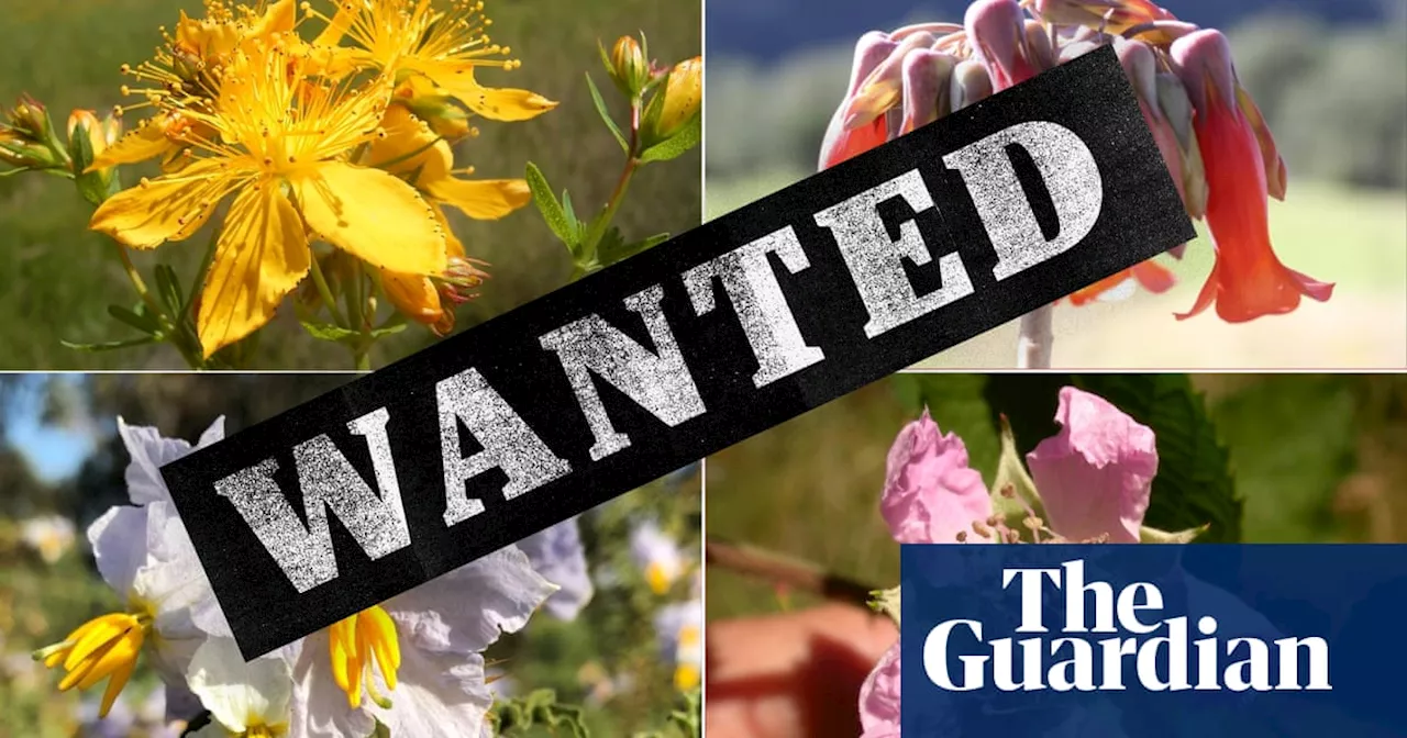 NSW's 'Most Wanted' Weeds