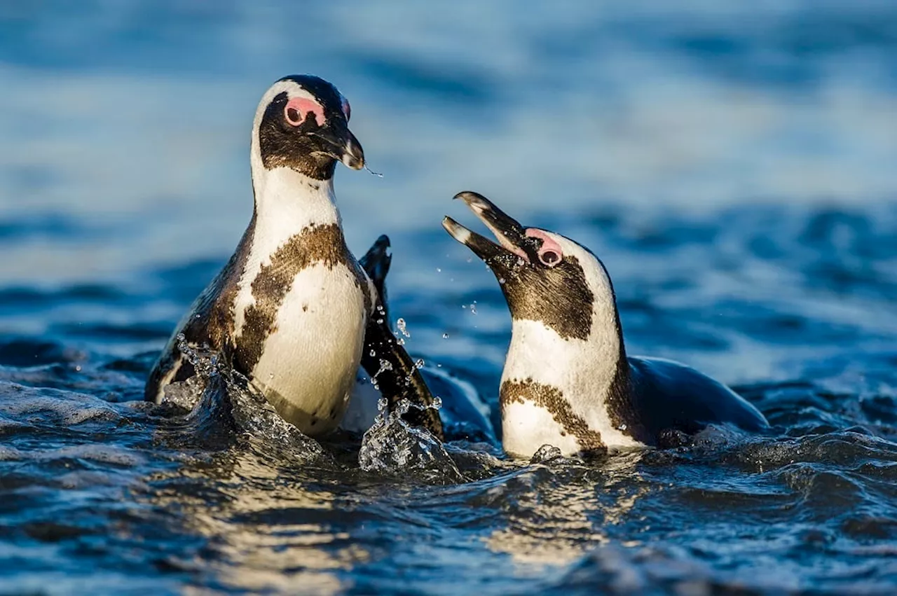 Conservationists Call for Ban on Ship-to-Ship Bunkering in Algoa Bay to Protect Endangered African Penguin