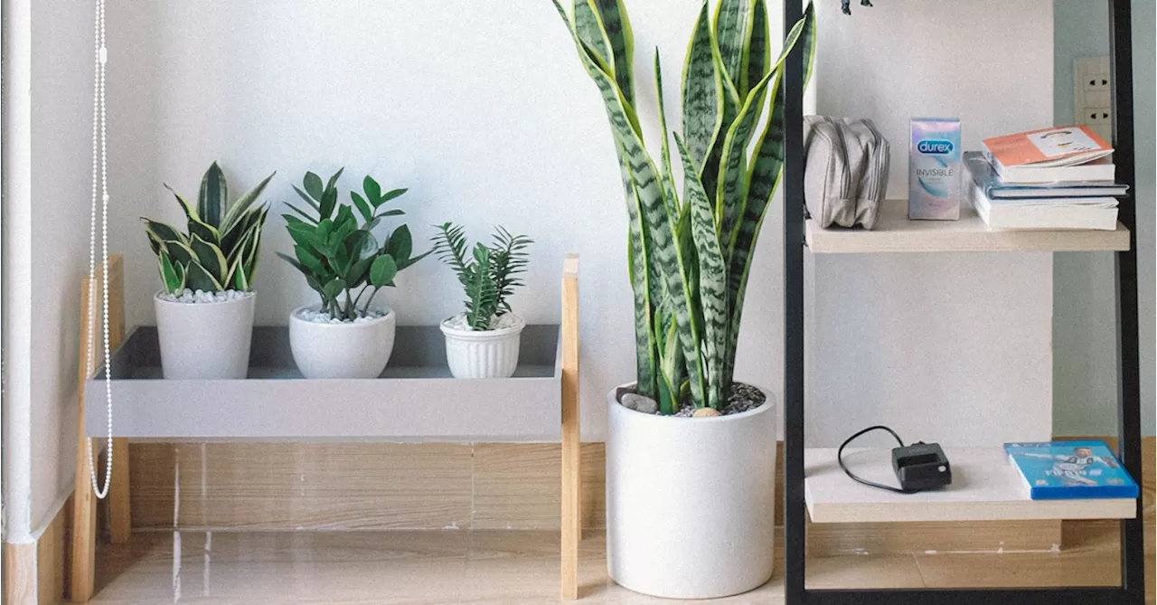 How to Revive Drooping Houseplants