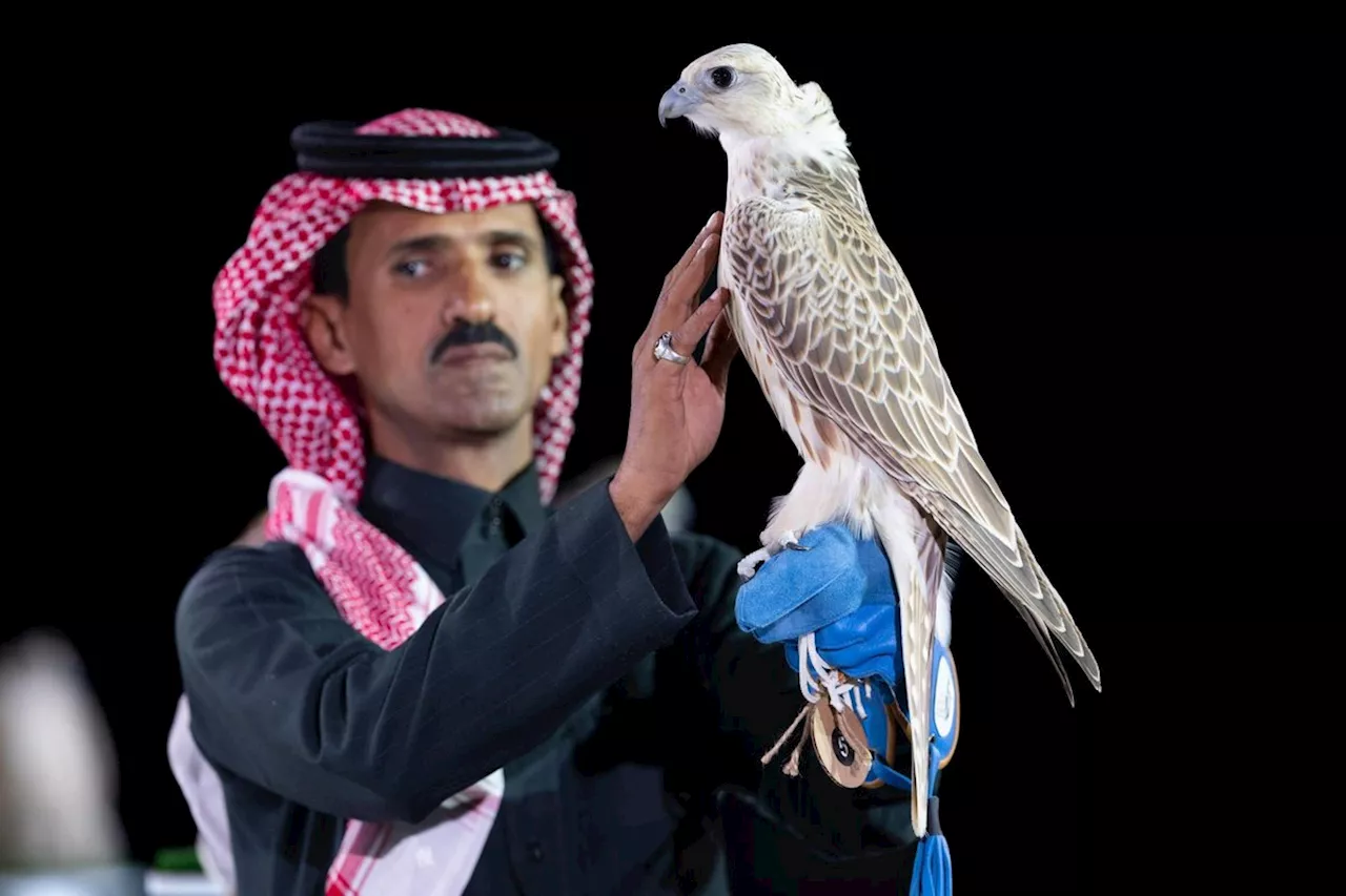 «عسير وشعاق»… الأجمل في الليلة الأولى لمزاين كأس العُلا للصقور