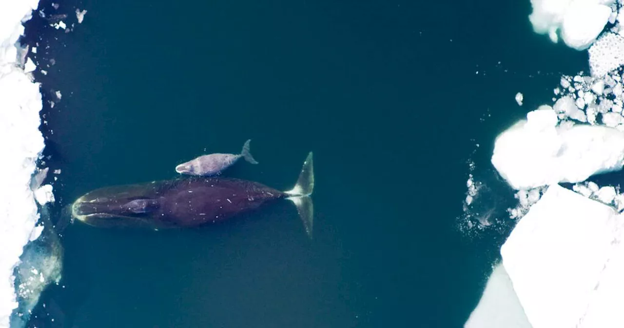 Study Finds 'Forever Chemicals' in Bowhead Whales in the Arctic Ocean