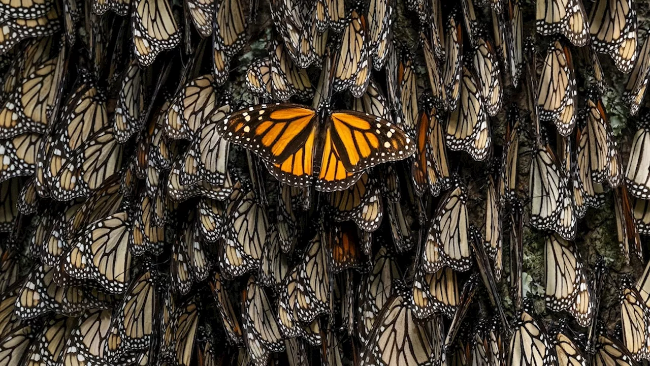 Threats to North American Butterfly Migration Patterns