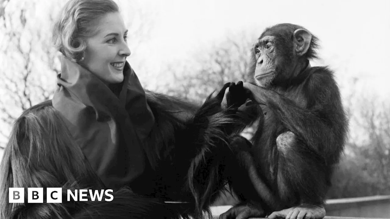 Gorilla Born at London Zoo