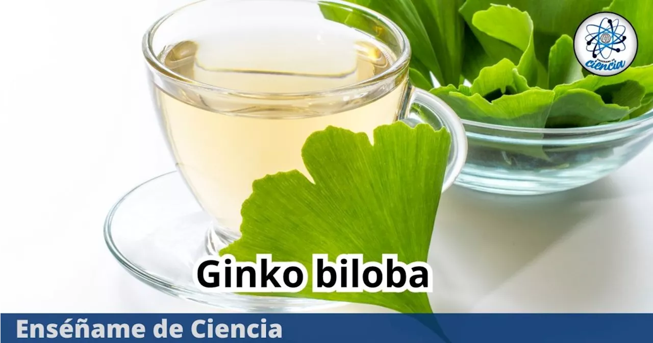 El ginkgo biloba y sus beneficios para la salud