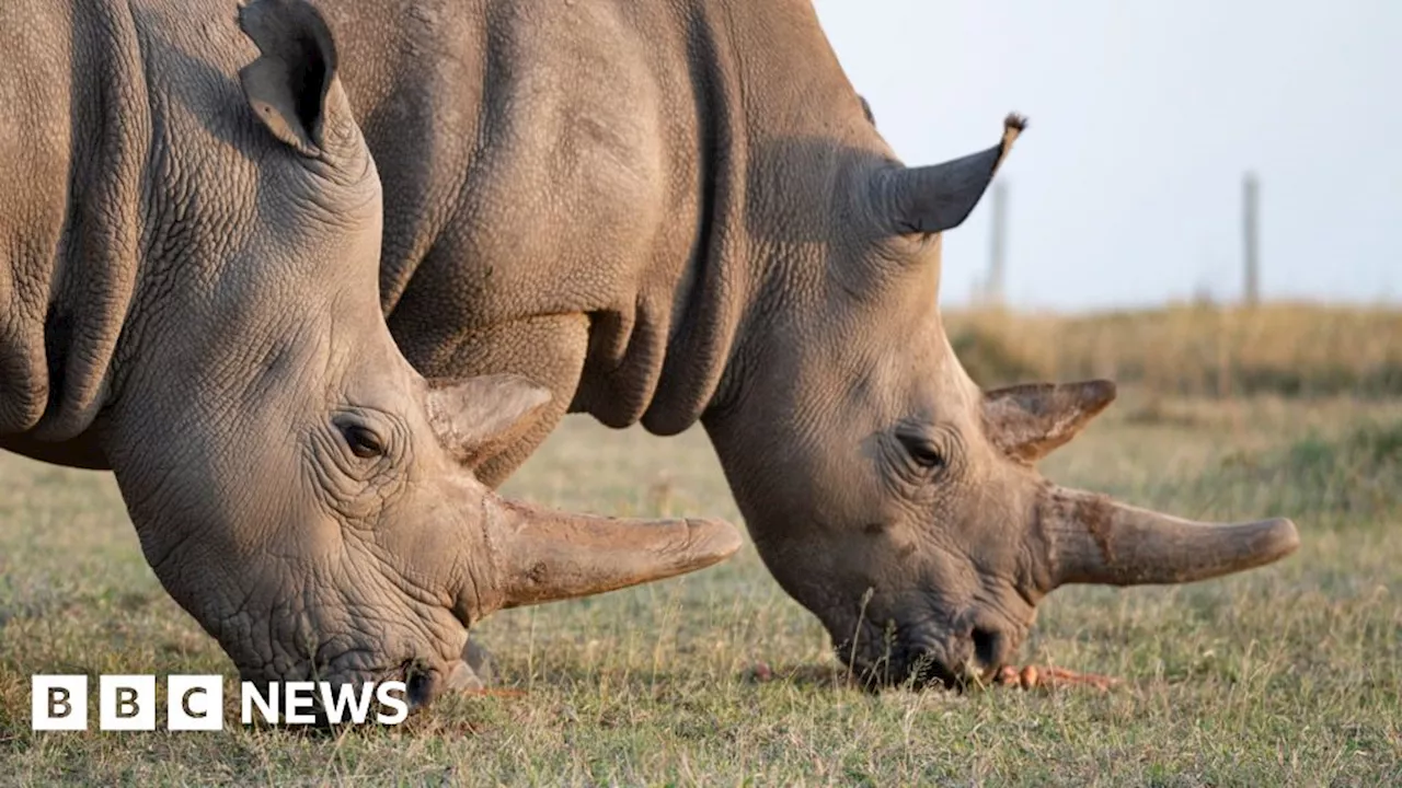 Fertility breakthrough offers hope for saving the northern white rhino