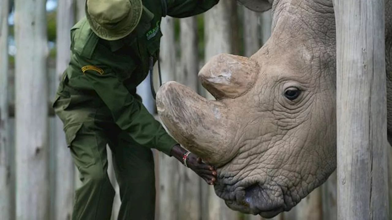 The Last Male Northern White Rhino Dies