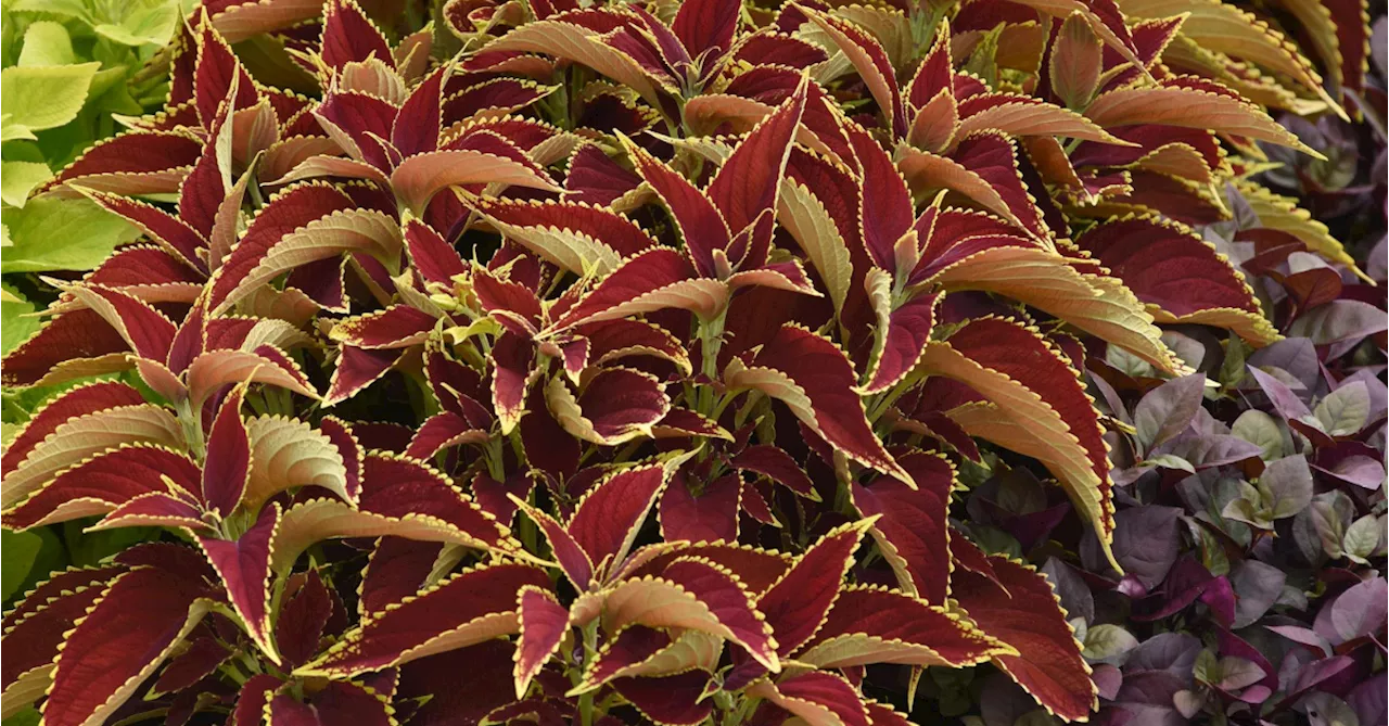 The Versatility of Coleus Plants