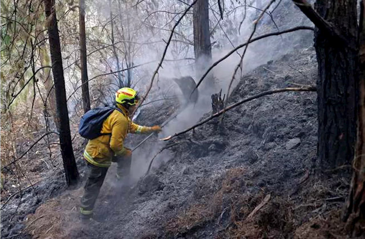 Incendios forestales en Colombia: más de 17.000 hectáreas afectadas