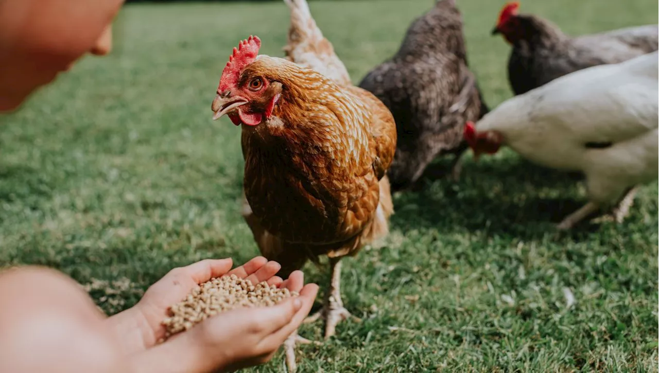 La filière du poulet en crise ?