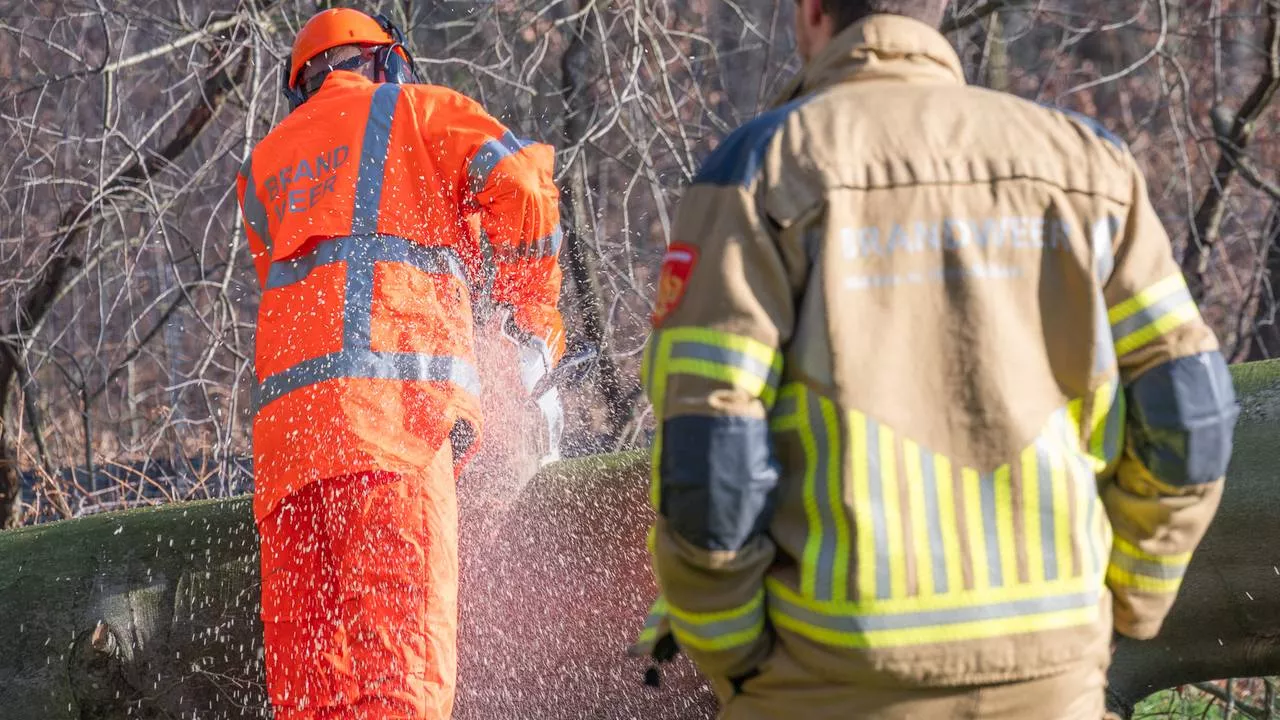 112-nieuws: file op A73 na ongeluk • boom blokkeert inrit Ulvenhout