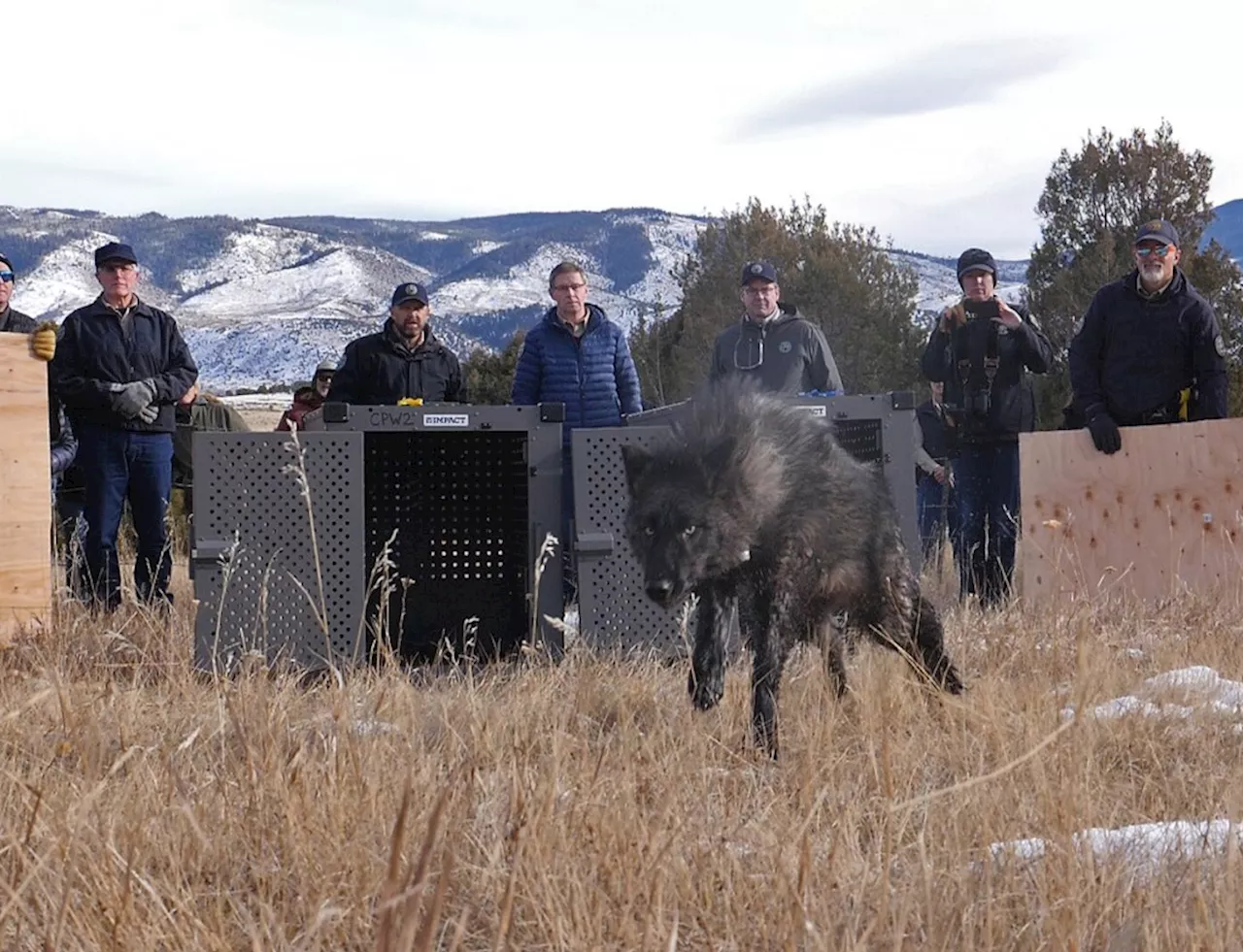 Wolves Released in Colorado Remain in Central and Northern Mountains