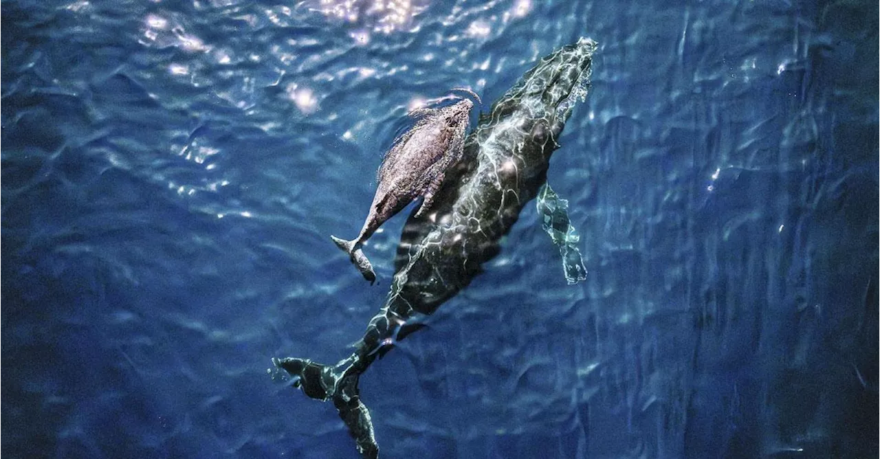 Els Vermeulen, la Belge qui voulait sauver les baleines: « Nous devons coopérer avec les animaux »