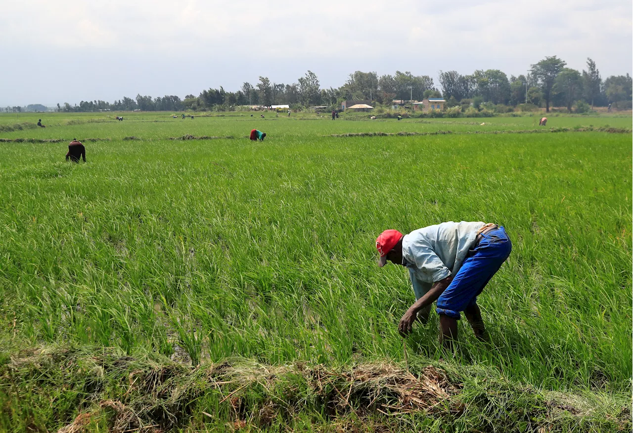 Climate Financing Tools Can Help African Farmers Adapt to Changing Conditions